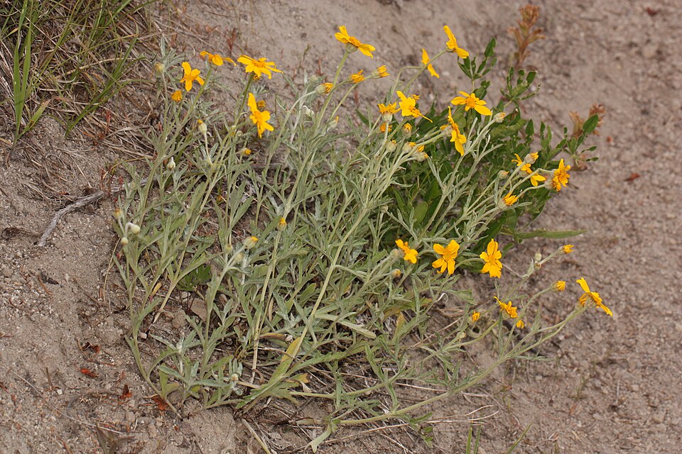 Eriophyllum lanatum (Oregon Sunshine) (alternate view 7)