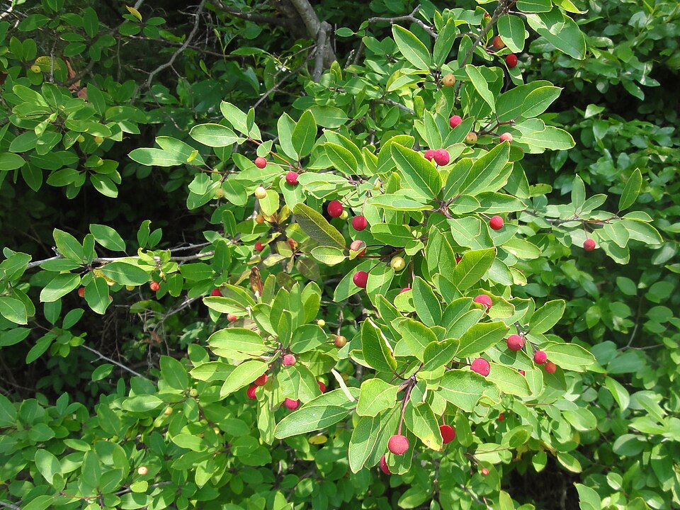 Ilex mucronata (Mountain holly) (alternate view 6)