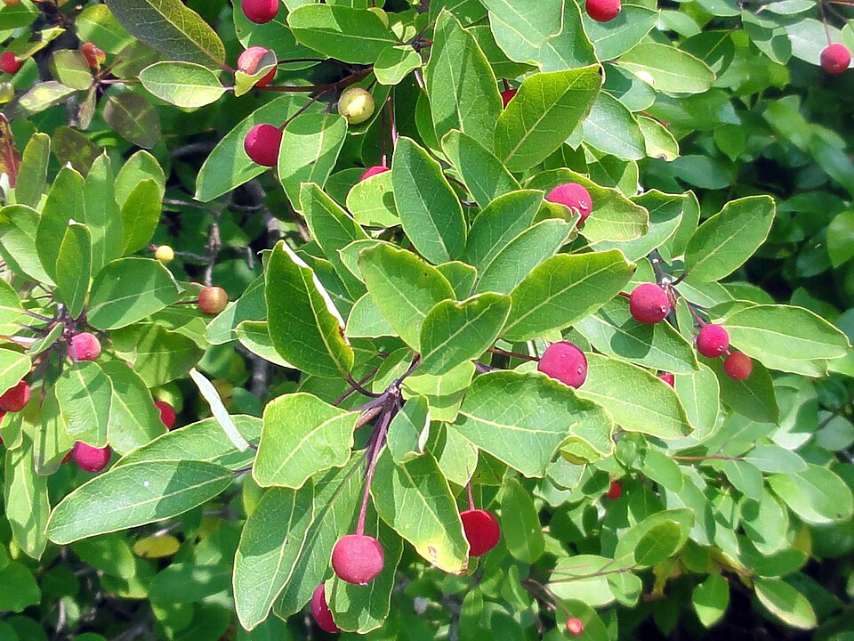Ilex mucronata (Mountain holly) (alternate view 7)