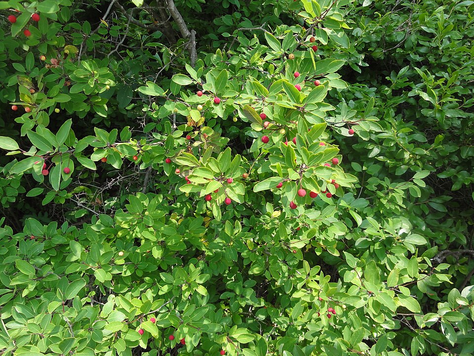 Ilex mucronata (Mountain holly) (alternate view 8)