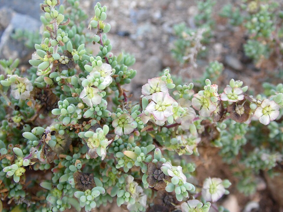Maireana brevifolia (Short-leaf Bluebush) (alternate view 7)
