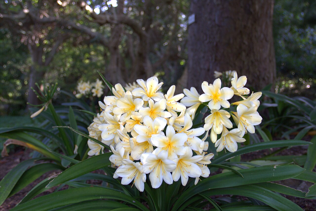 Clivia miniata, Clivia — clumping evergreen (Amaryllidaceae) (image 2 of 10)