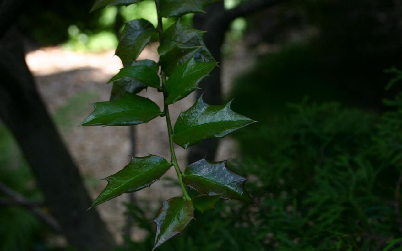Ilex pernyi (Perny Holly)