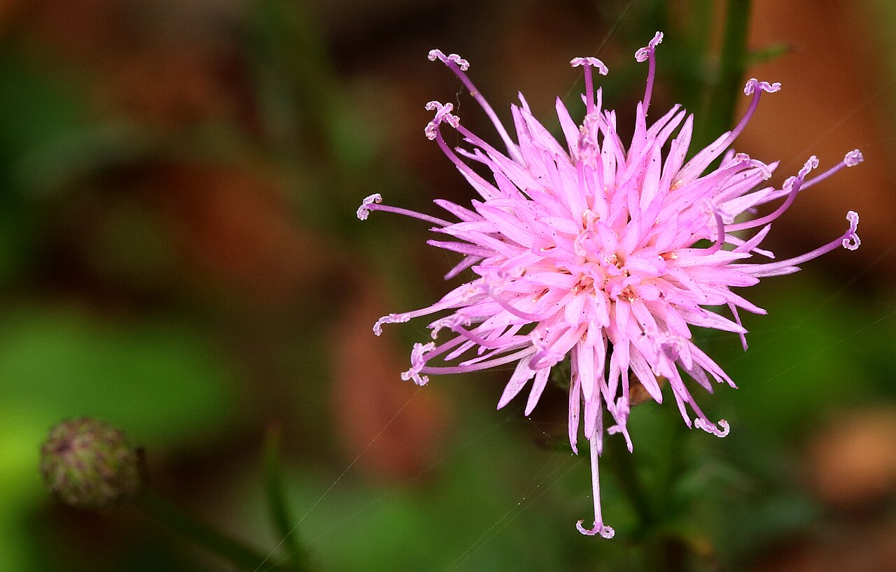 Serratula seoanei (Seoane's Saw-wort)