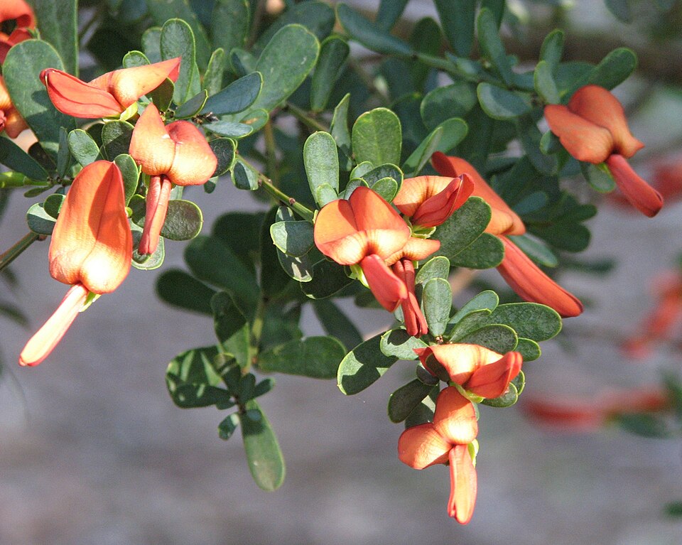 Templetonia retusa (Cockies Tongue) (alternate view 6)