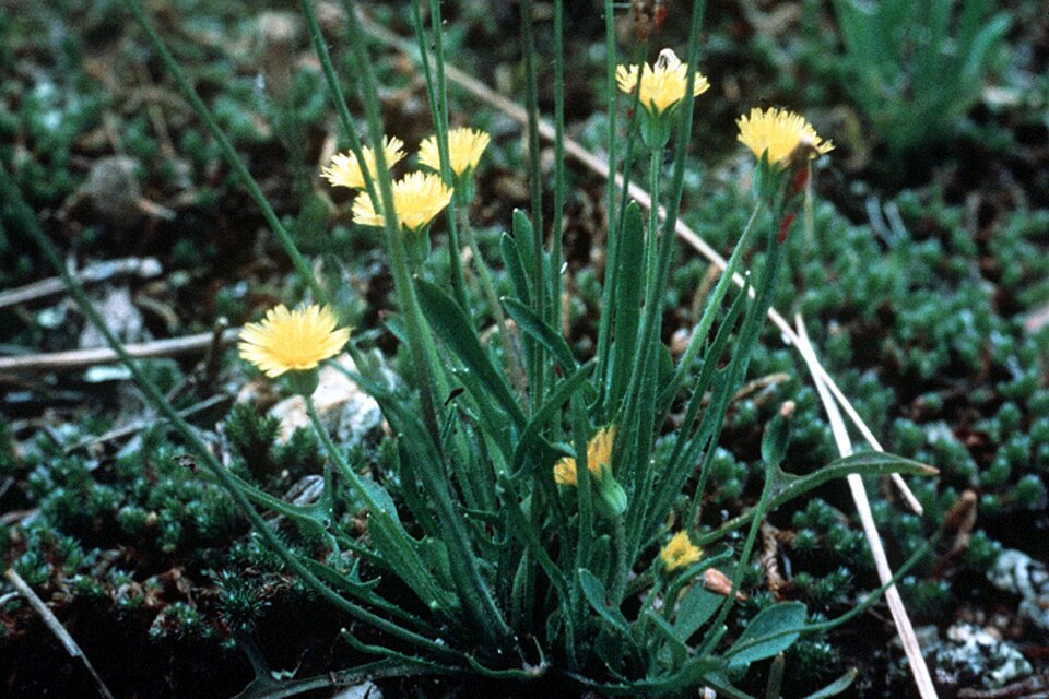 Krigia virginica (Virginia dwarfdandelion) (alternate view 7)