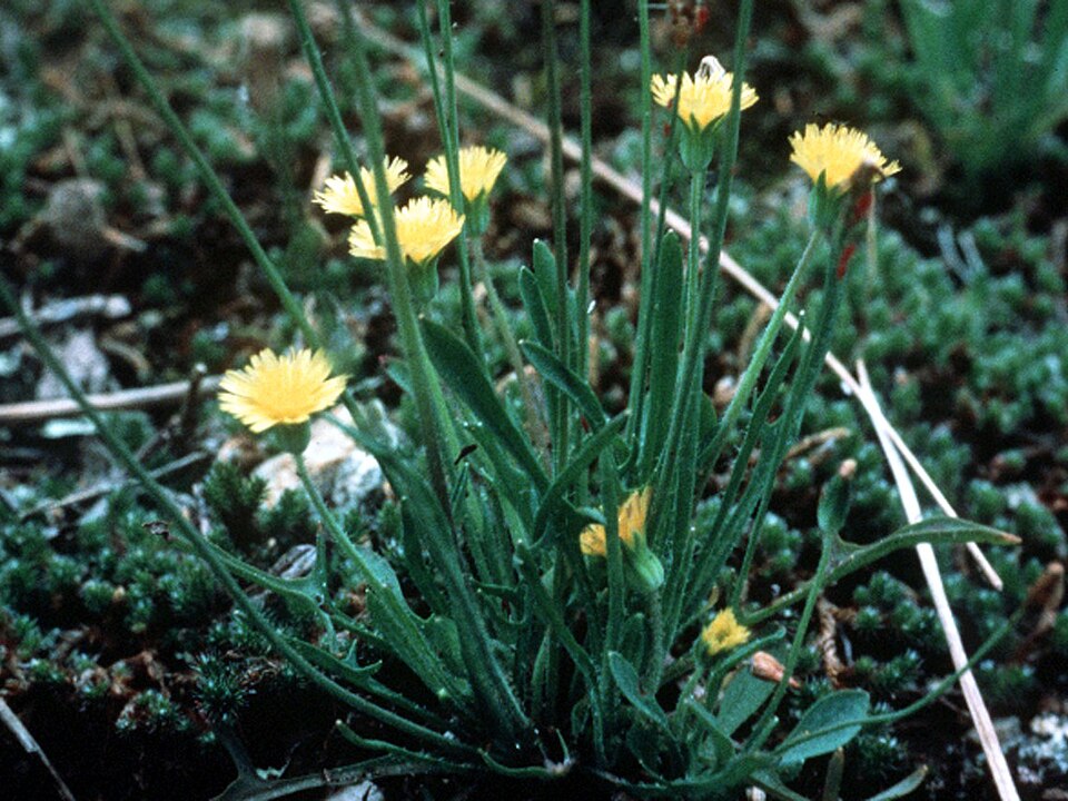 Krigia virginica (Virginia dwarfdandelion) (alternate view 8)