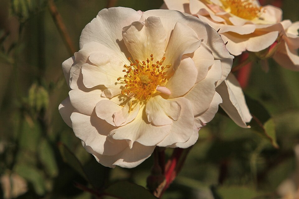 Rosa 'Felicia' (Felicia Rose) (alternate view 3)