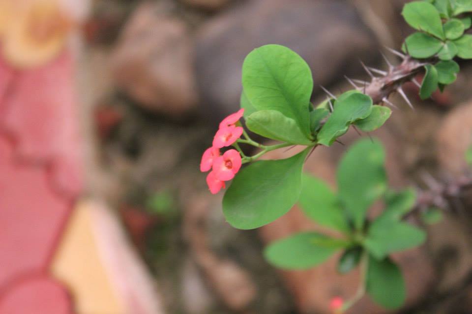 Euphorbia milii (Crown-of-Thorns)
