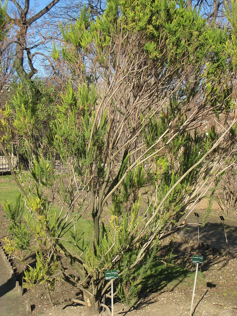 Fabiana imbricata (Pichi) (alternate view 7)