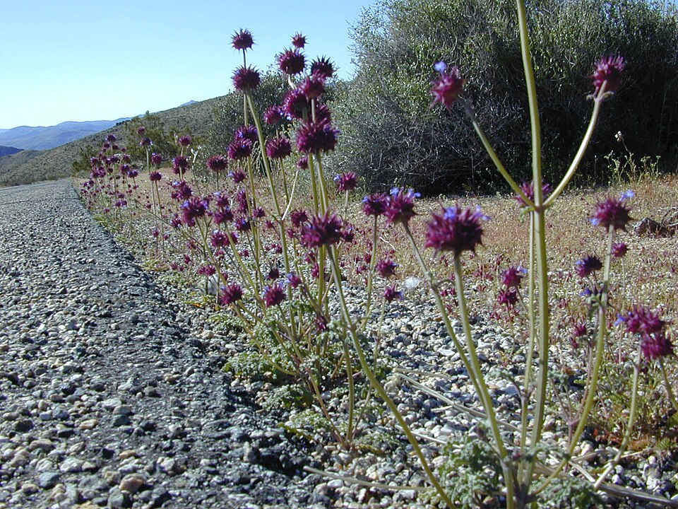 Salvia columbariae (Chia) (alternate view 5)