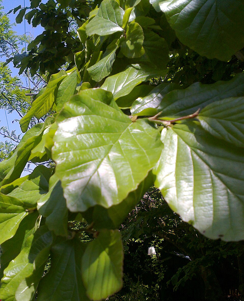 Parrotia persica (Persian parrotia, ironwood) (alternate view 12)