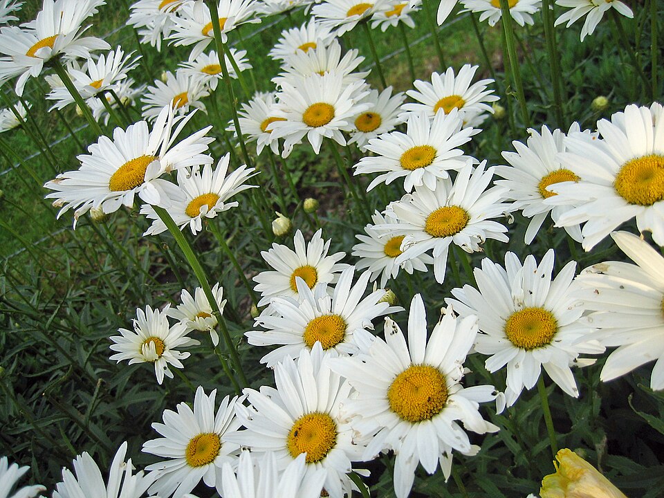 Leucanthemum maximum (max chrysanthemum)