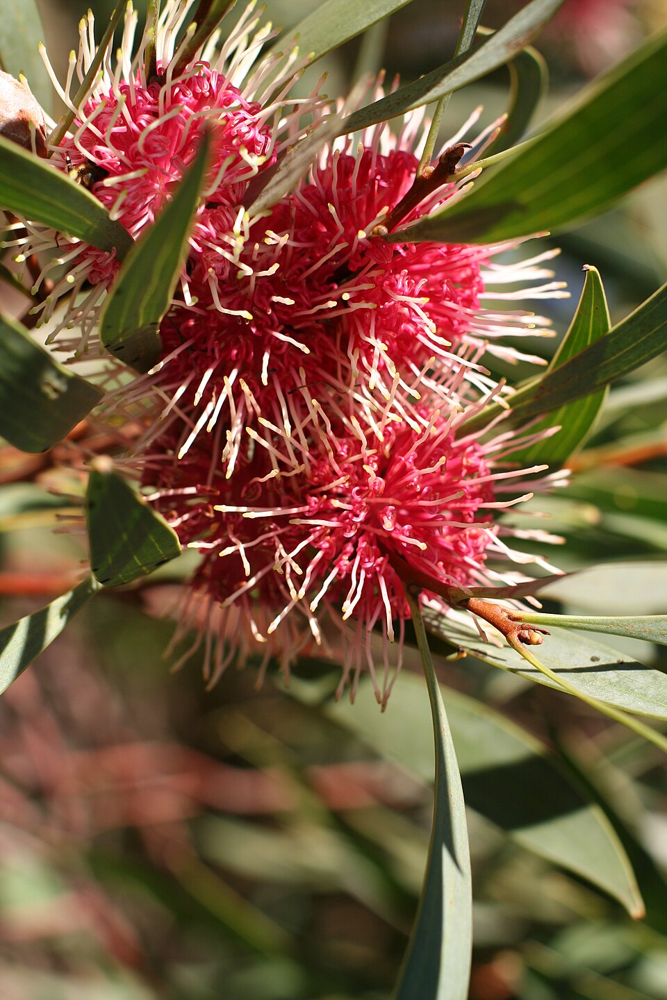 Hakea laurina (Pincushion hakea) (alternate view 7)