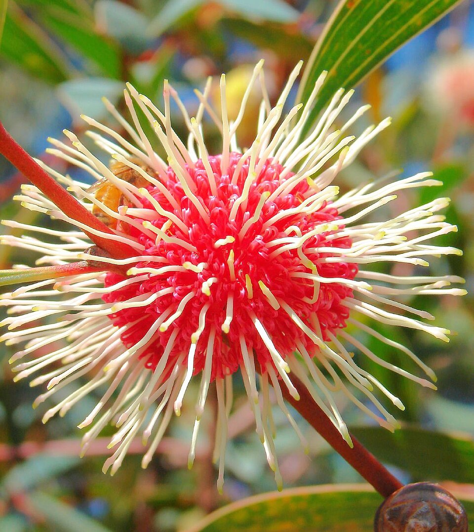Hakea laurina (Pincushion hakea) (alternate view 8)