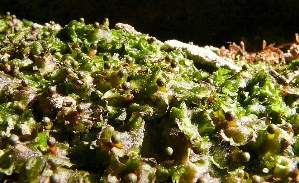 Pellia epiphylla (common pellia)