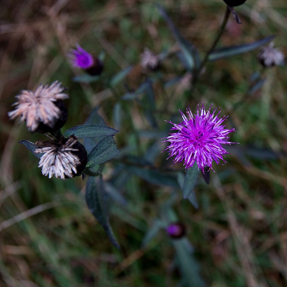 Centaurea nigra (black knapweed)