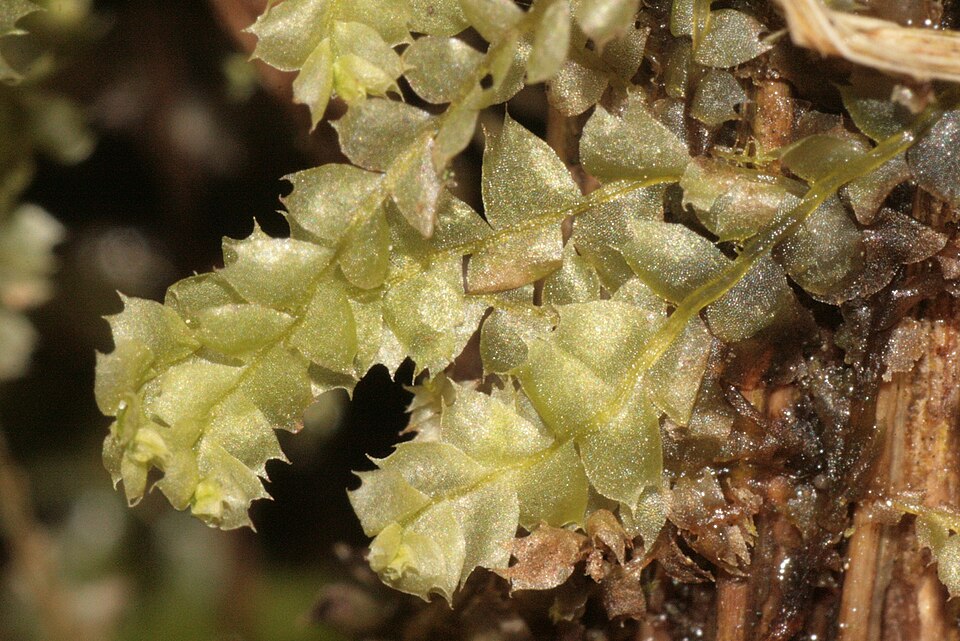 Lophocolea bidentata (Bifid Crestwort)