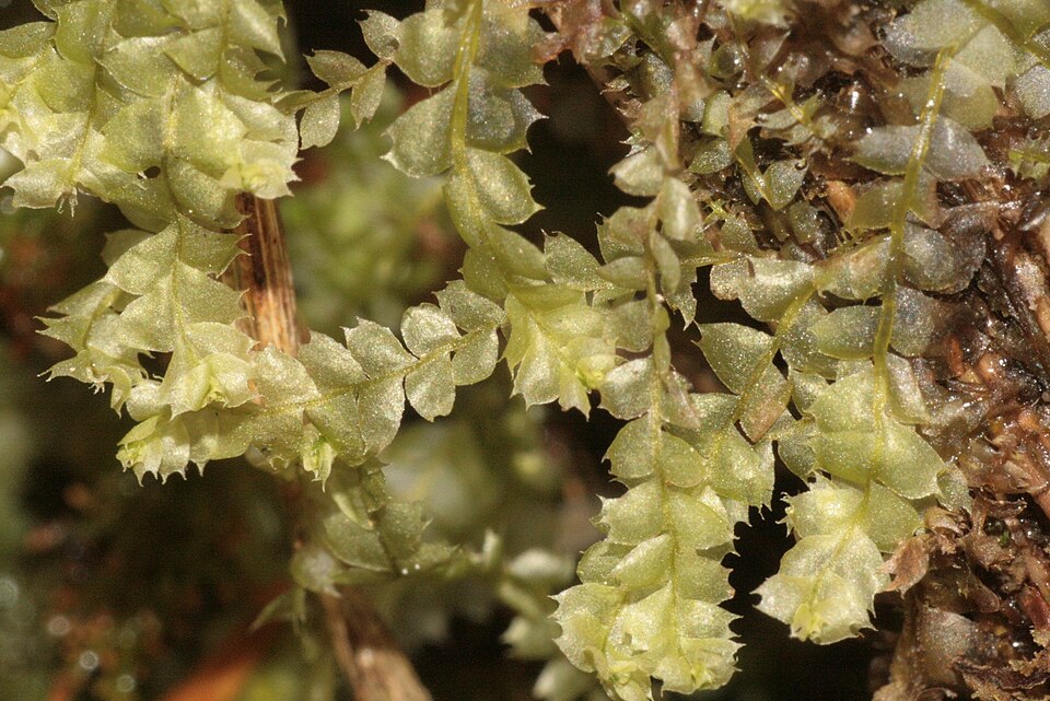 Lophocolea bidentata (Bifid Crestwort)