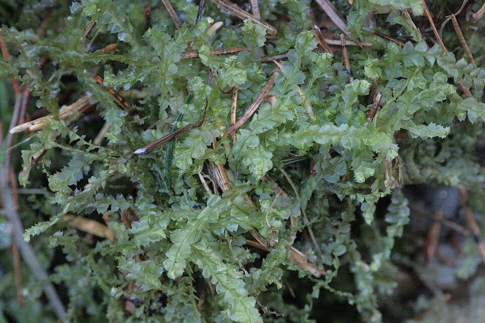 Lophocolea bidentata (Bifid Crestwort)