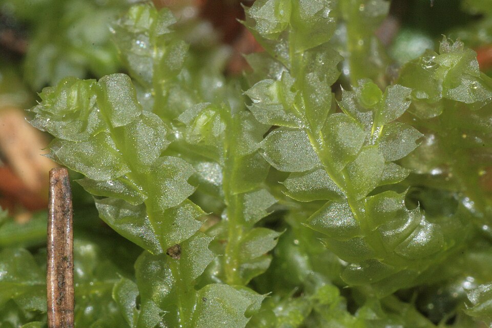 Lophocolea bidentata (Bifid Crestwort)