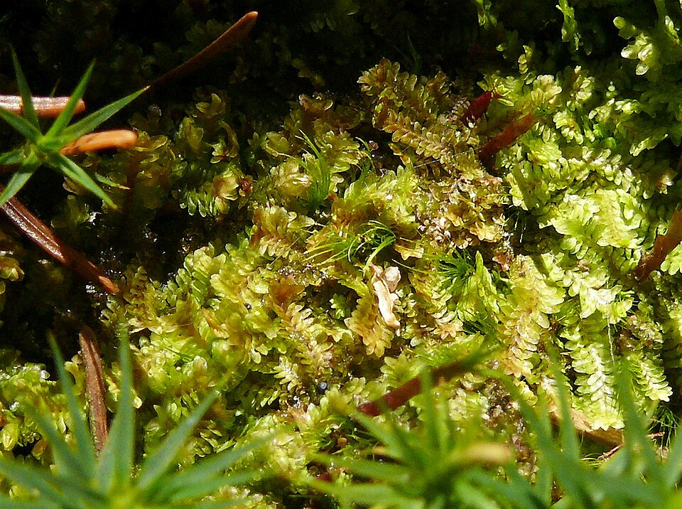 Diplophyllum albicans (White Earwort)