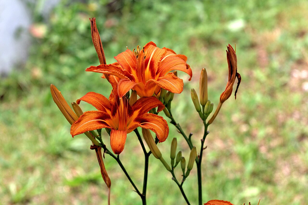 Hemerocallis fulva, Orange daylily — clumping deciduous (Asphodelaceae) (image 8 of 10)