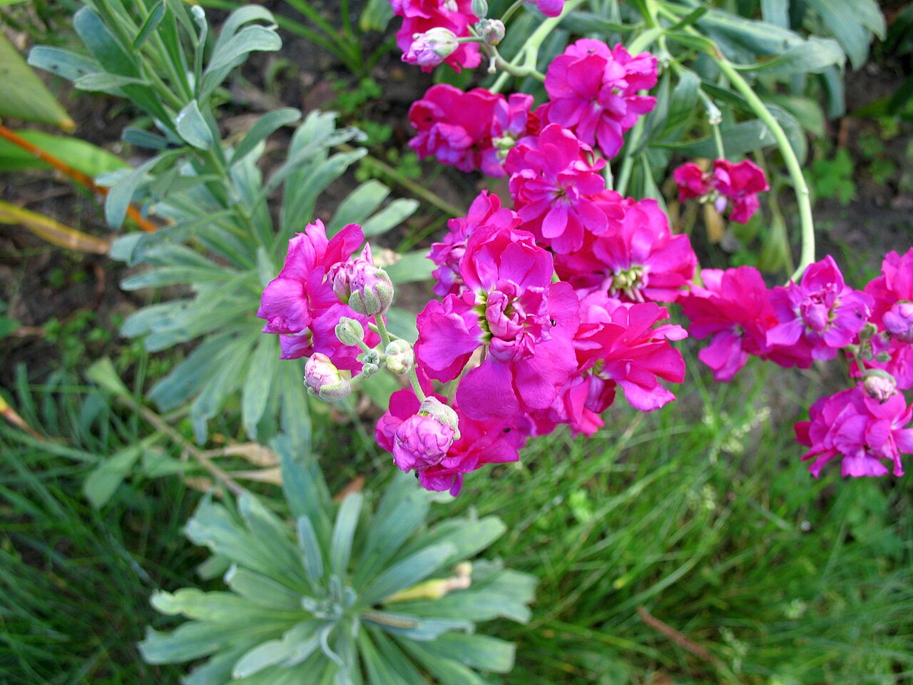 Matthiola incana, Brompton stock — upright semi-evergreen (Brassicaceae) (image 4 of 8)