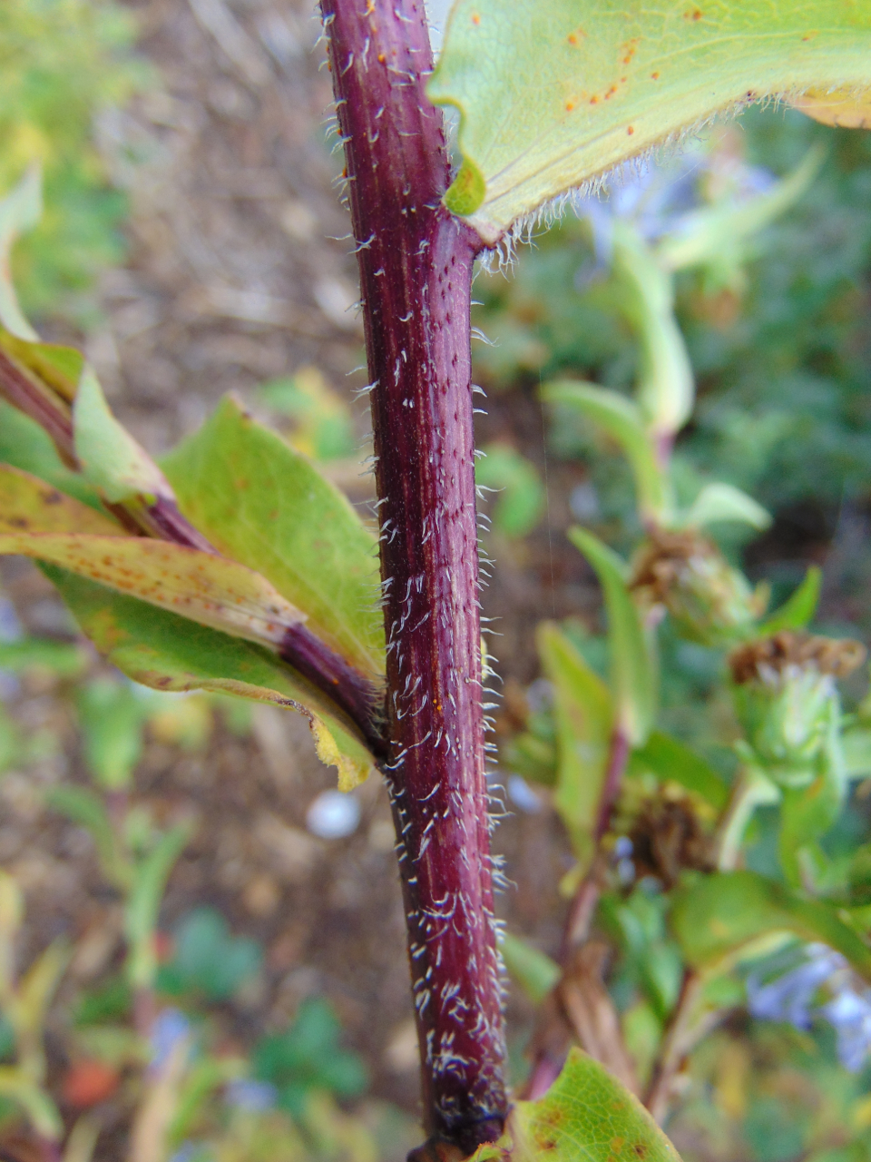 Symphyotrichum puniceum (swamp aster) (alternate view 7)