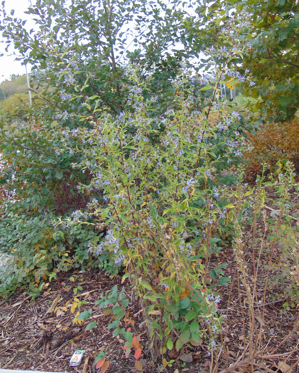 Symphyotrichum puniceum (swamp aster) (alternate view 9)
