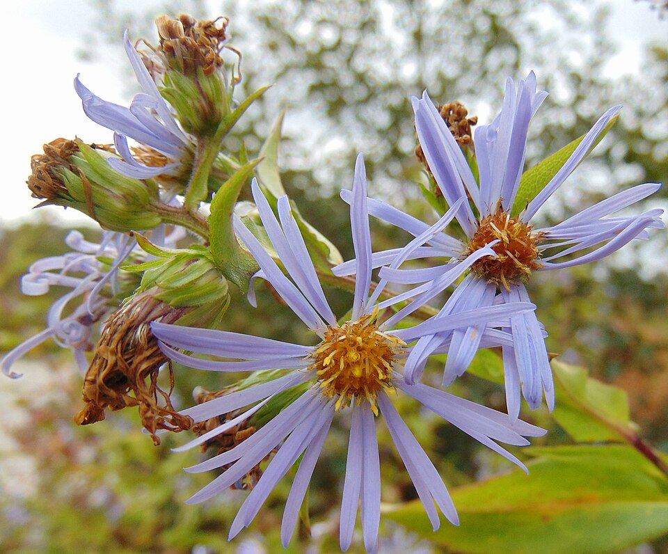 Symphyotrichum puniceum (swamp aster) (alternate view 10)