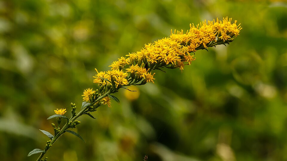 Solidago rugosa (Wrinkle-Leaved Goldenrod) (alternate view 6)