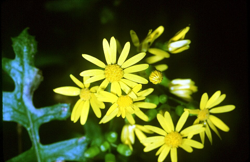 Packera glabella (Butterweed)