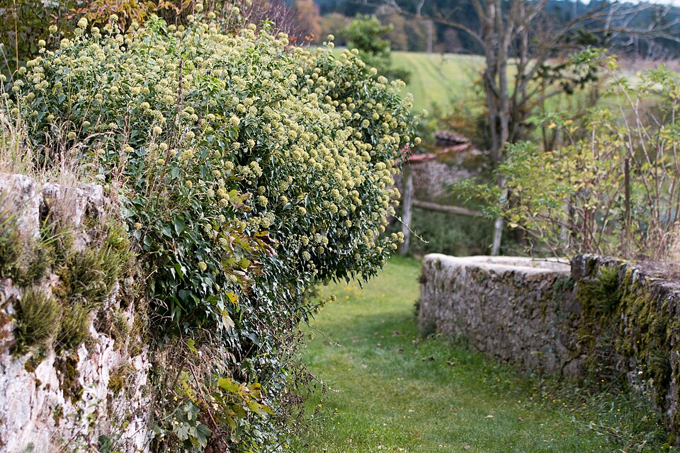 Hedera helix 'Arborescens'