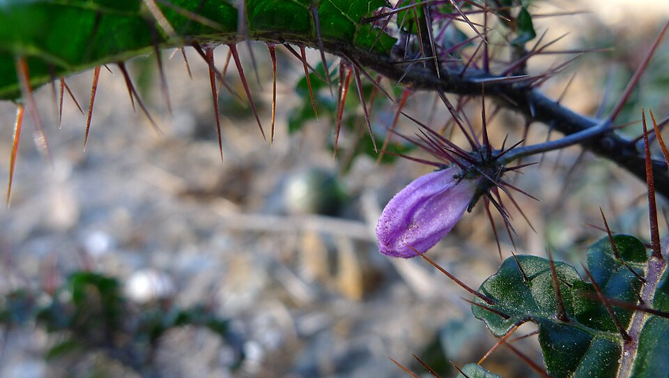 Solanum prinophyllum (Forest Nightshade) (alternate view 7)
