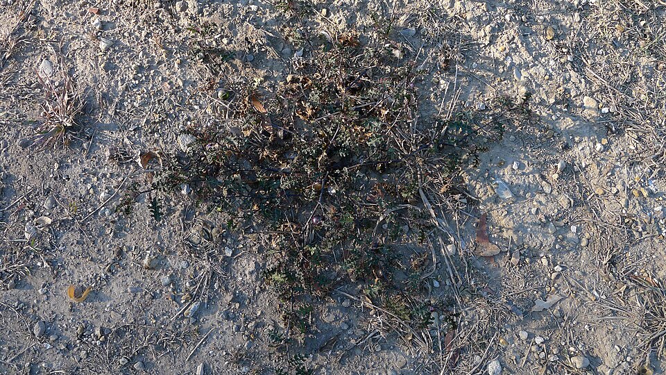 Solanum prinophyllum (Forest Nightshade) (alternate view 9)