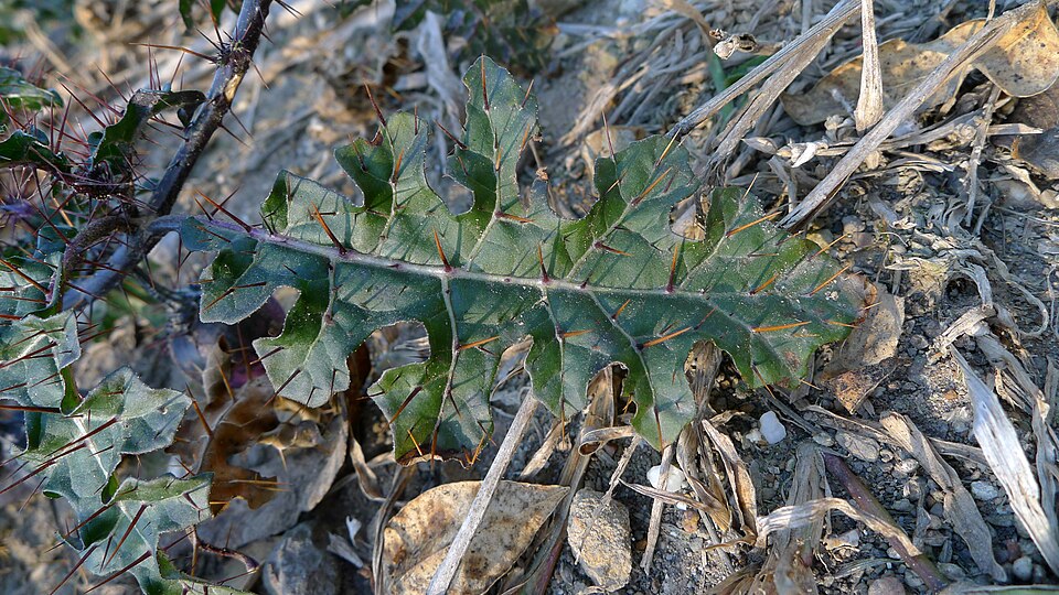 Solanum prinophyllum (Forest Nightshade) (alternate view 10)