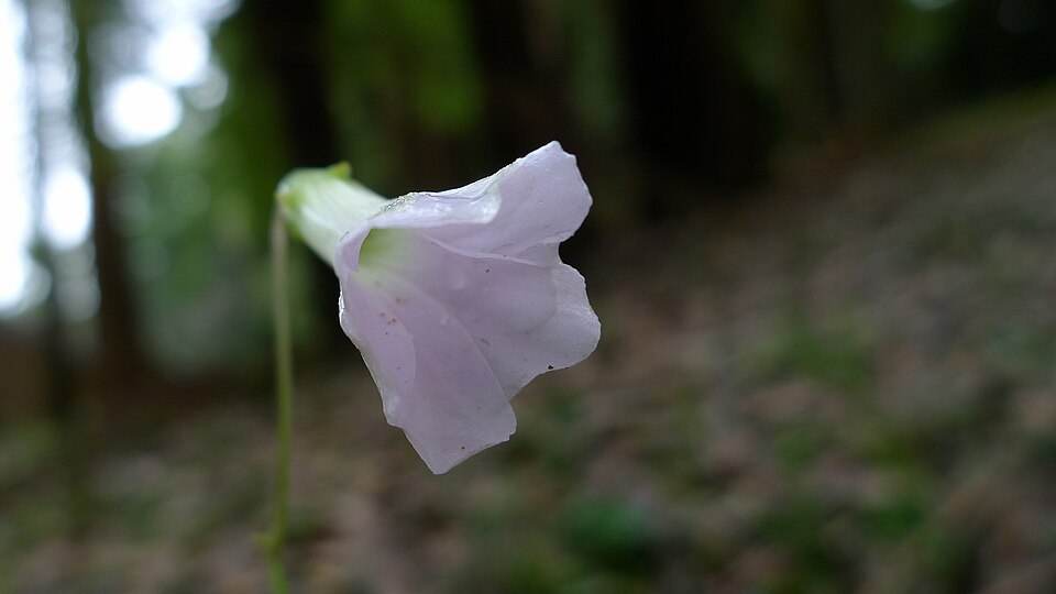 Oxalis incarnata (Pale pink-sorrel)