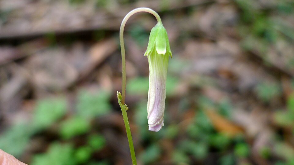 Oxalis incarnata (Pale pink-sorrel)