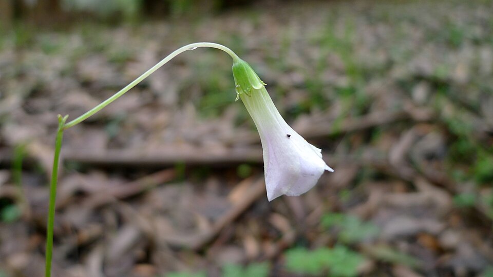 Oxalis incarnata (Pale pink-sorrel)