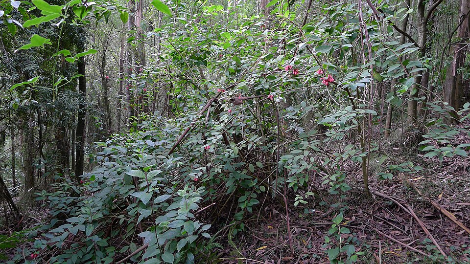 Cestrum (cestrums) (alternate view 2)