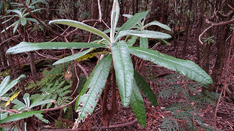 Bedfordia arborescens (Blanket Leaf) (alternate view 4)