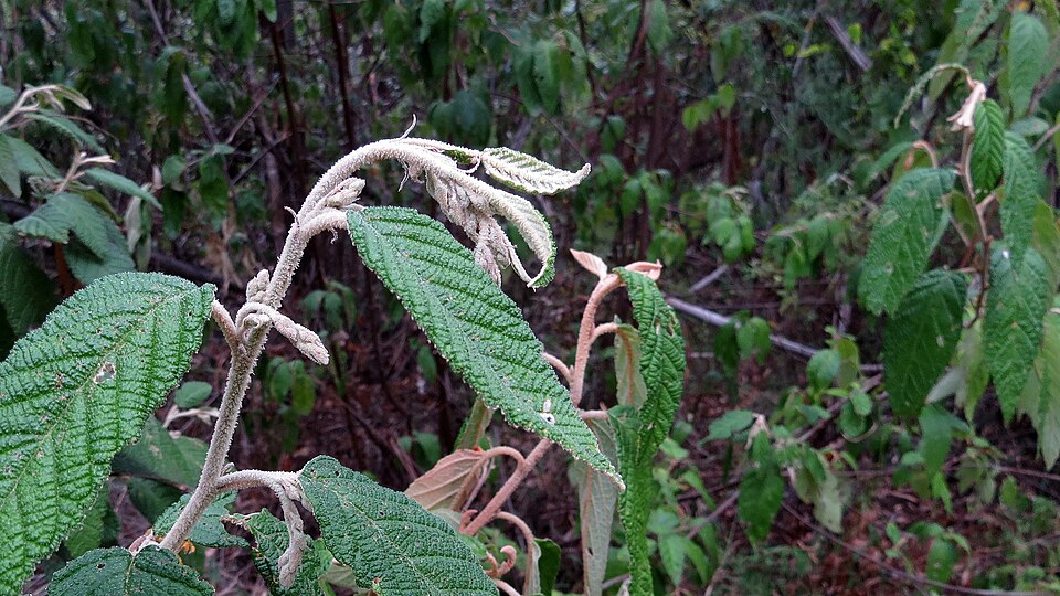 Pomaderris aspera (Hazel Pomaderris) (alternate view 8)