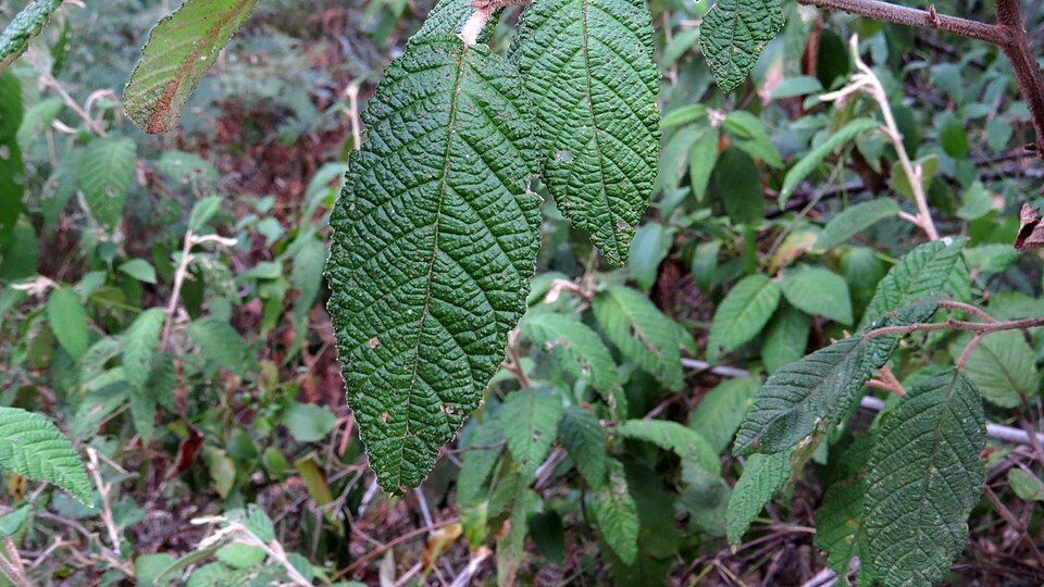 Pomaderris aspera (Hazel Pomaderris) (alternate view 9)