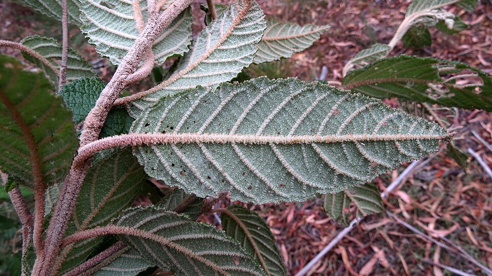 Pomaderris aspera (Hazel Pomaderris) (alternate view 10)