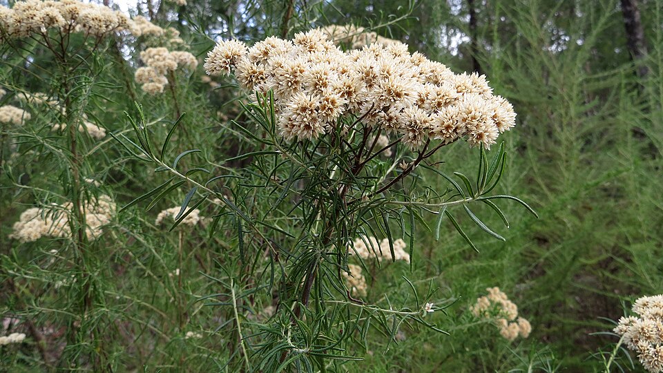 Cassinia aculeata (Australian Tauhinu) (alternate view 7)