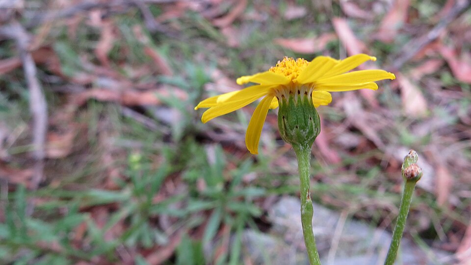 Senecio madagascariensis (Madagascar Ragwort) (alternate view 6)
