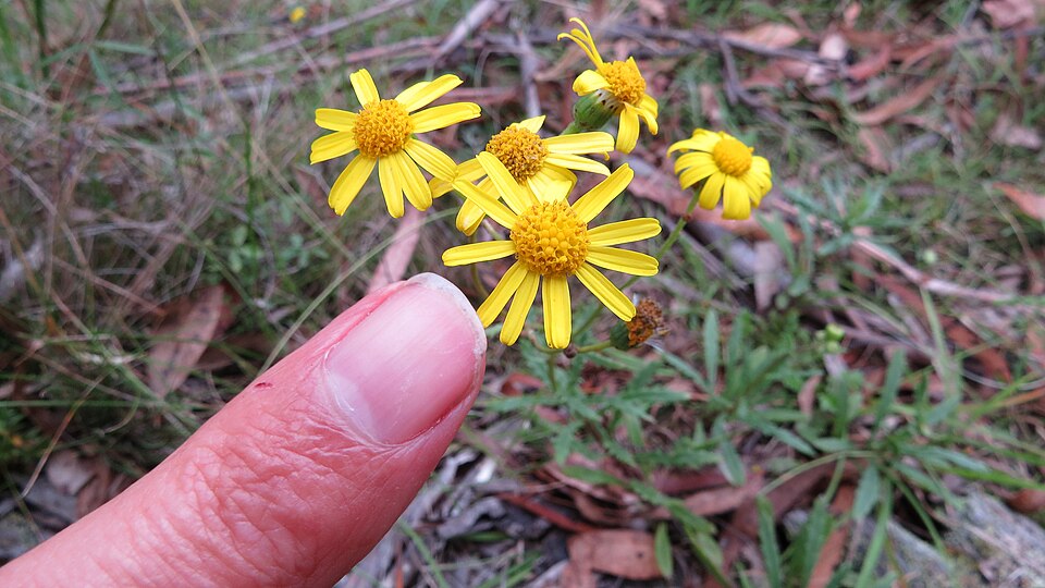 Senecio madagascariensis (Madagascar Ragwort) (alternate view 7)
