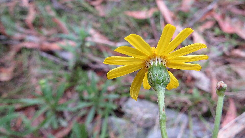 Senecio madagascariensis (Madagascar Ragwort) (alternate view 8)