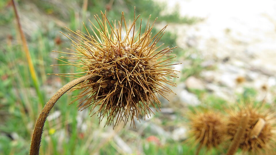 Acaena novae-zelandiae (Biddy-biddy)